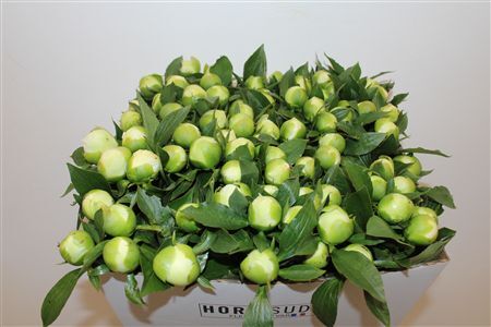 Paeo L Duchesse De Nemours