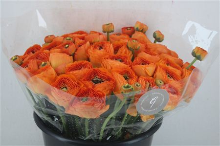 Ran Cloni Sup Lambada