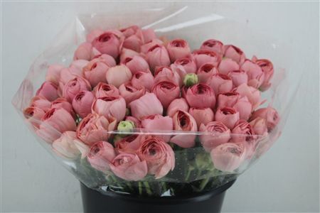 Ran Cloni Ex Champagne