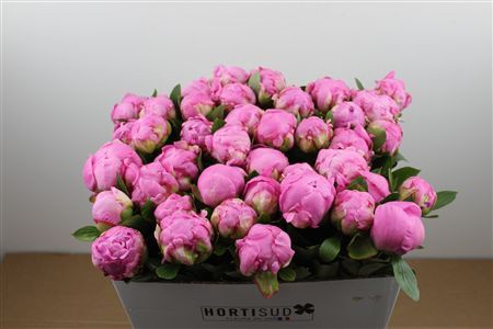 Paeo L Dr Alexander Fleming