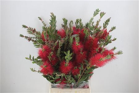 Callistemon P Bunch