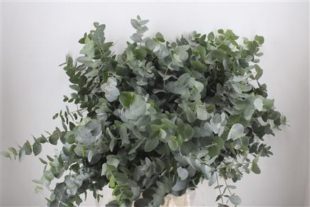 Euca Cinerea 300gr P Bunch