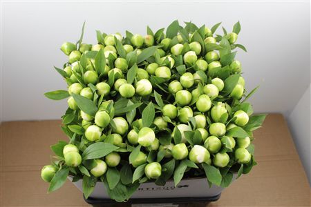 Paeo L Duchesse De Nemours