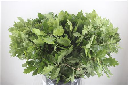 Quercus Mini P Bunch