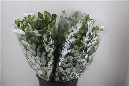 Pittosp Ralphi Leaves 200gr P Bunch