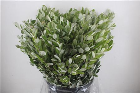Pittosp Ralphi Leaves 400gr P Bunch