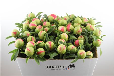 Paeo L Coral Sunset Xl