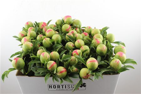 Paeo L Coral Sunset Xl