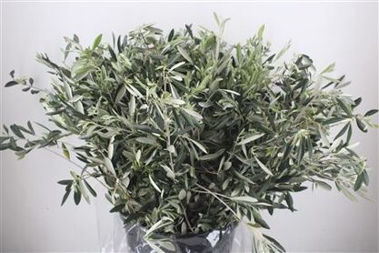 Olive 400gr P/b