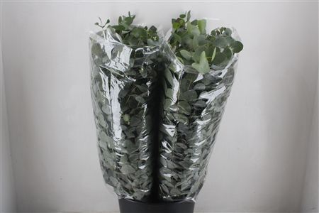 Euca Cinerea 200gr P Bunch