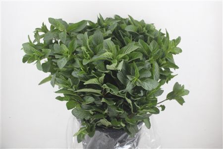 Menta P Bunch