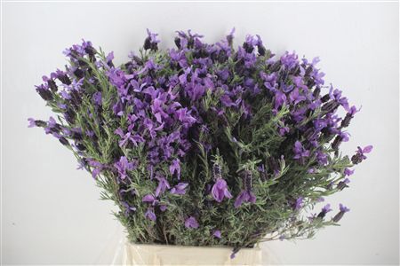 Lavendel Fresh P Bunch