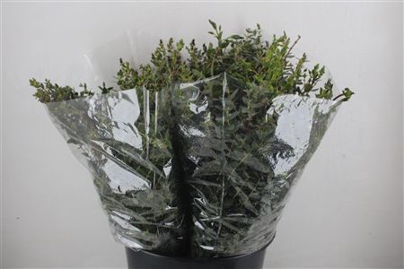 Euca Parvifolia Short 150gr P Bunch