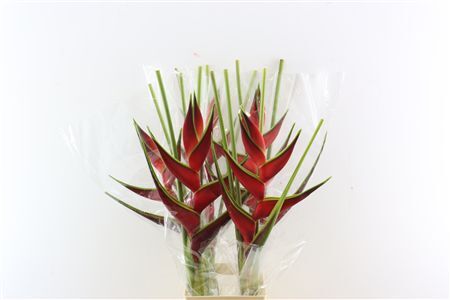 Heliconia Escarlata