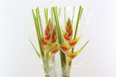 Heliconia Wagneriana Yellow