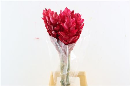 Alpinia Red