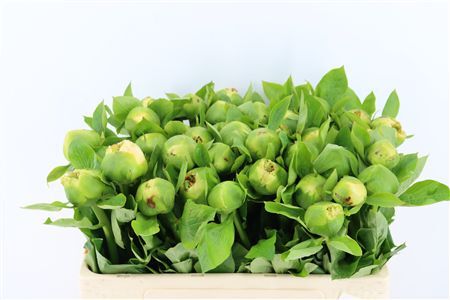 Paeo L Moonrise Geel