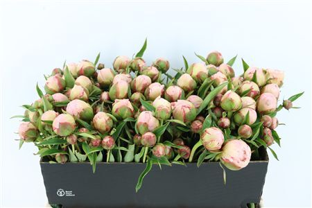 Paeo L Franklin Roosevelt