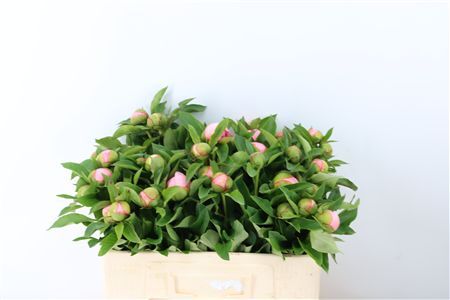 Paeo L S Salmon Saucer