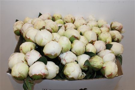 Paeo L Bowl Of Cream