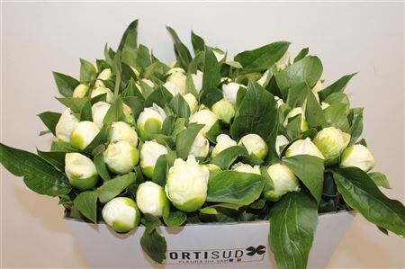 Paeo L Bridal Shower