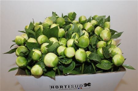 Paeo L Bridal Shower