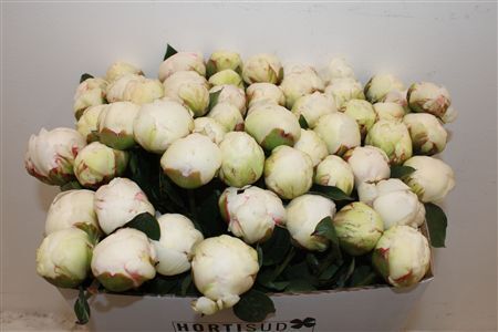 Paeo L Bowl Of Cream