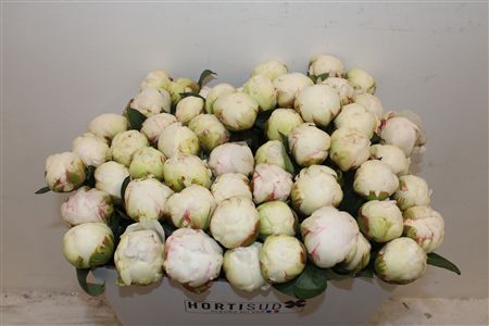 Paeo L Bowl Of Cream