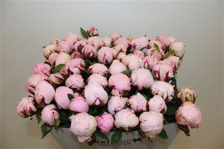 Paeo L Reine Hortense Rose