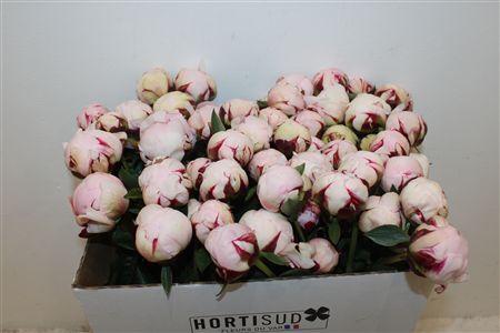 Paeo L Reine Hortense Rose