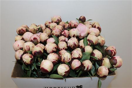 Paeo L Reine Hortense Rose