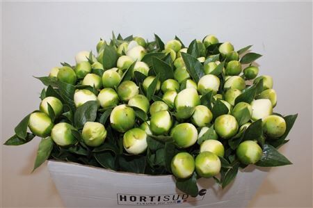 Paeo L Bridal Shower