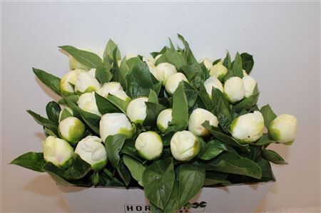 Paeo L Bridal Shower