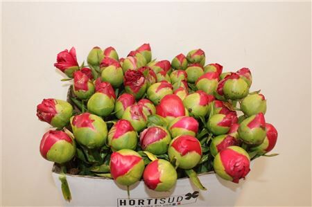 Paeo L Command Performance