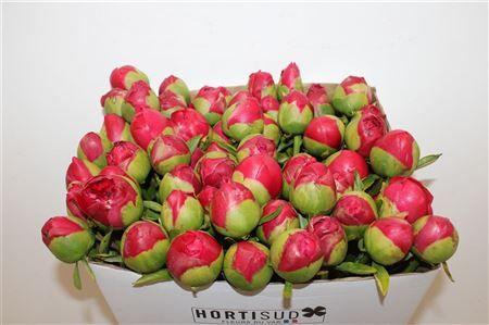 Paeo L Command Performance