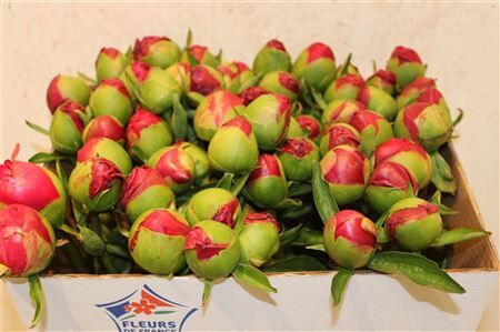 Paeo L Command Performance