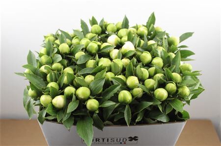 Paeo L Duchesse De Nemours