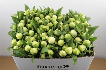 Paeo L Duchesse De Nemours