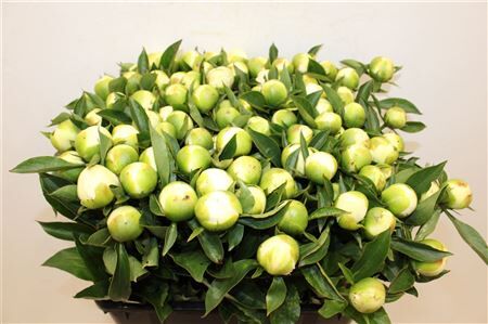 Paeo L Duchesse De Nemours