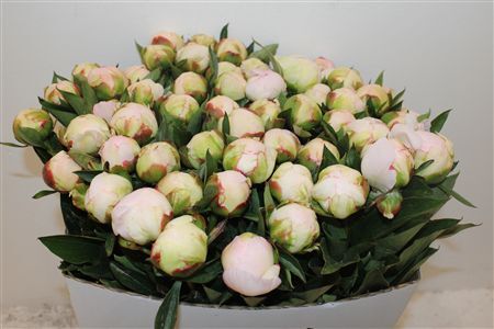 Paeo L Florence Nicholls