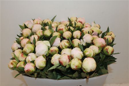 Paeo L Florence Nicholls