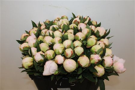 Paeo L Florence Nicholls