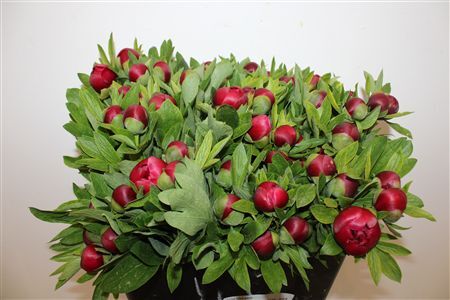 Paeo L Of Rubra Plena