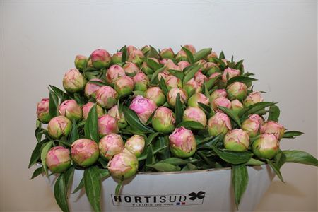 Paeo L Catharina Fontijn