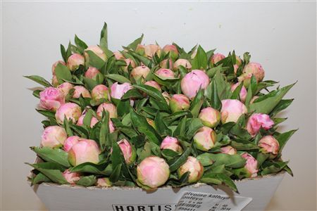 Paeo L Catharina Fontijn