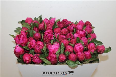 Paeo L Red Bernhardt