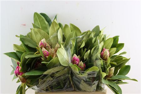 Rhodo Cerise 50cm P Bunch