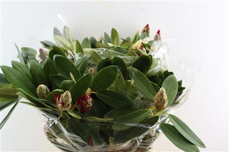 Rhodo Red 70cm P Bunch