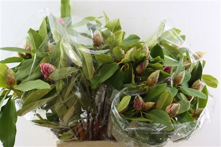 Rhodo Cerise 70cm P Bunch