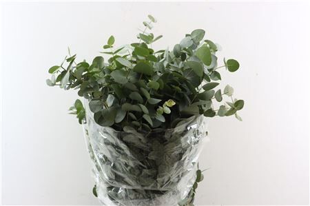 Euca Cinerea 200gr P Bunch